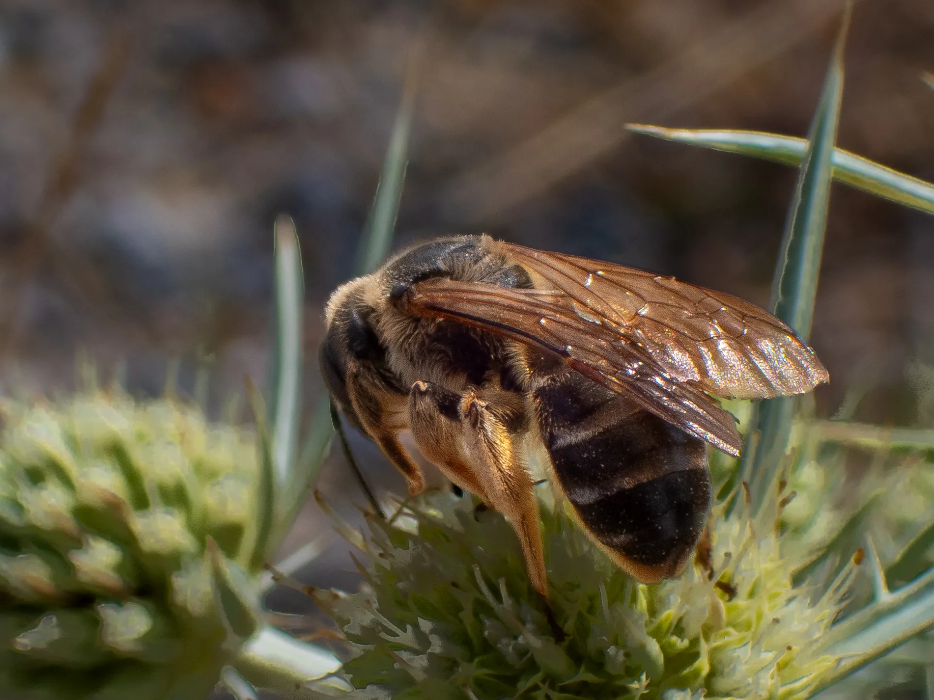 Abeja halíctida sobre un cardo corredor