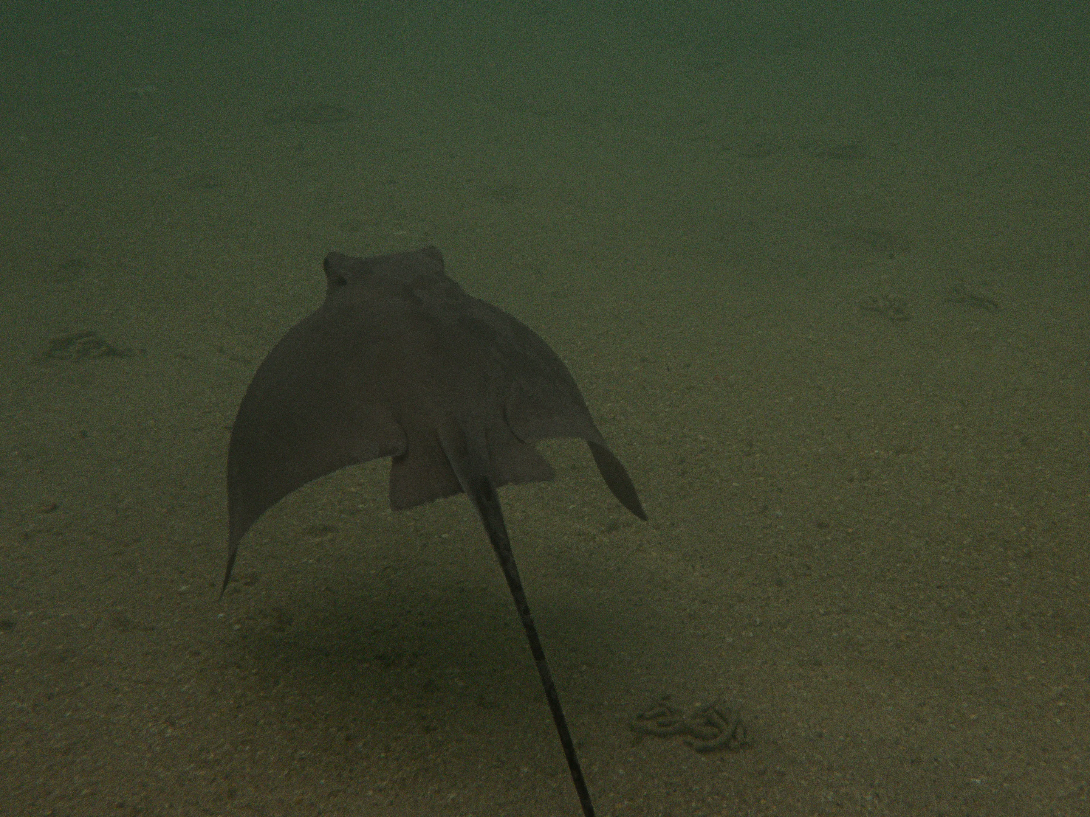 Common eagle ray swimming over the sandy bottom
