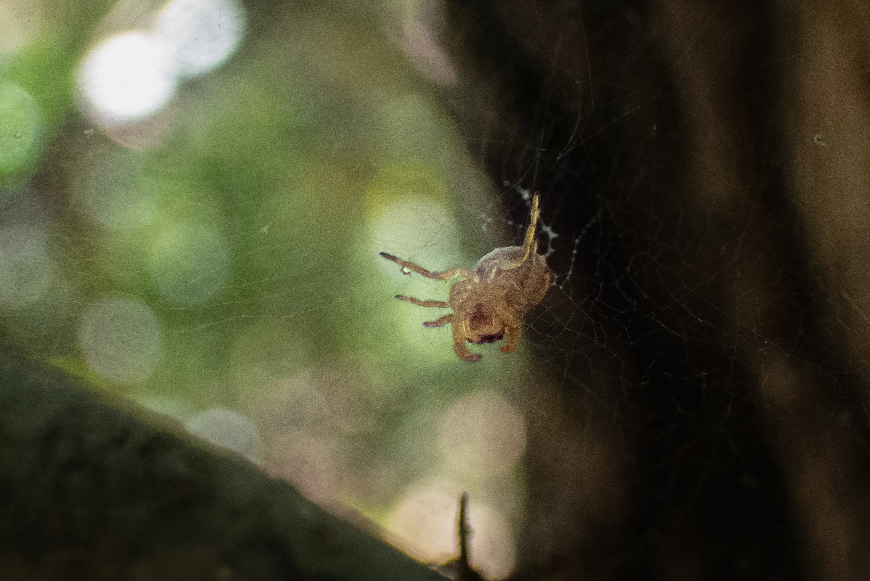 Backlit spider on its web, among the trees by the shore