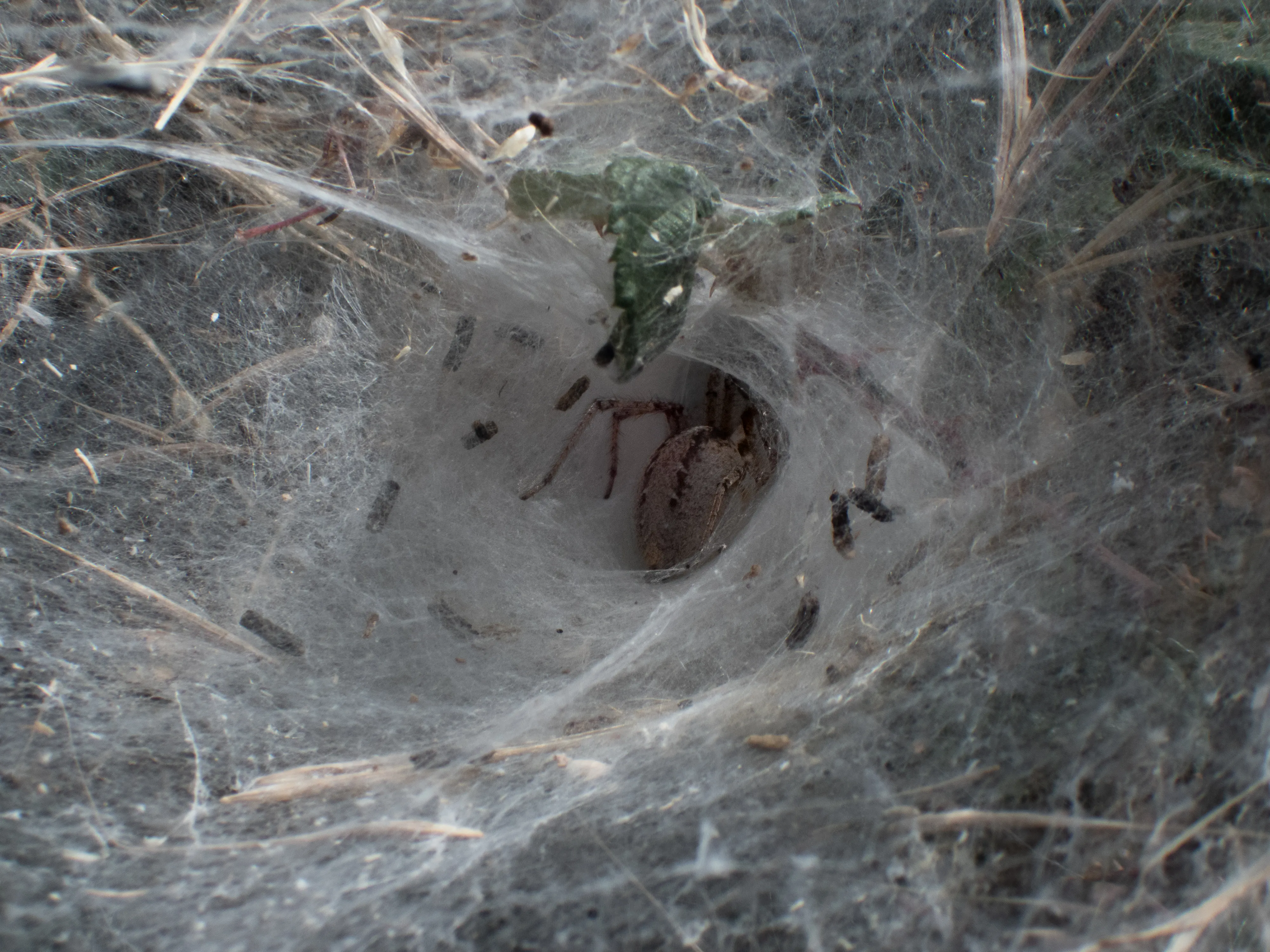 Araña de laberinto en el fondo de su tela en embudo