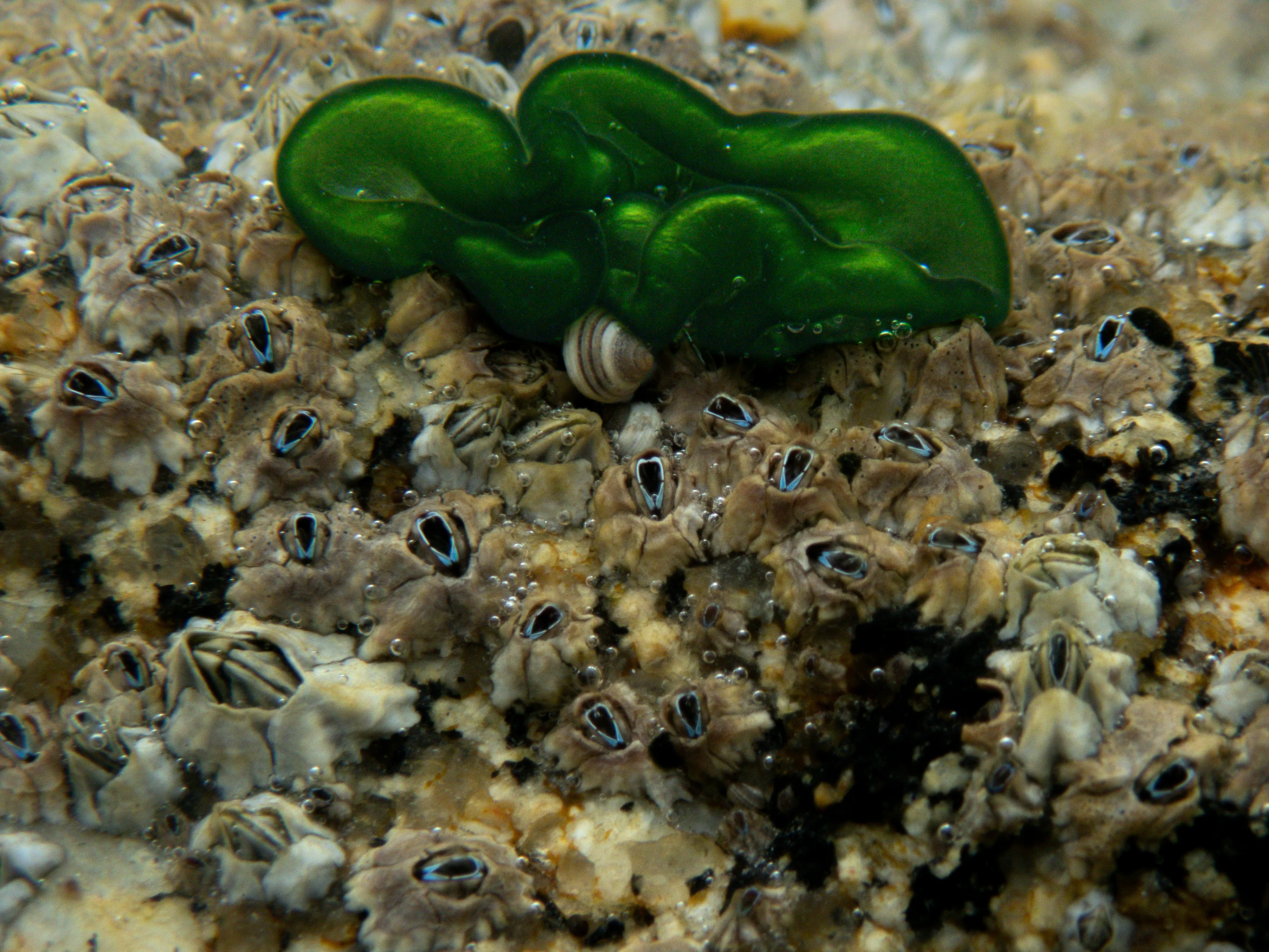 Barnacles covering the rock, with a small snail and a green seaweed