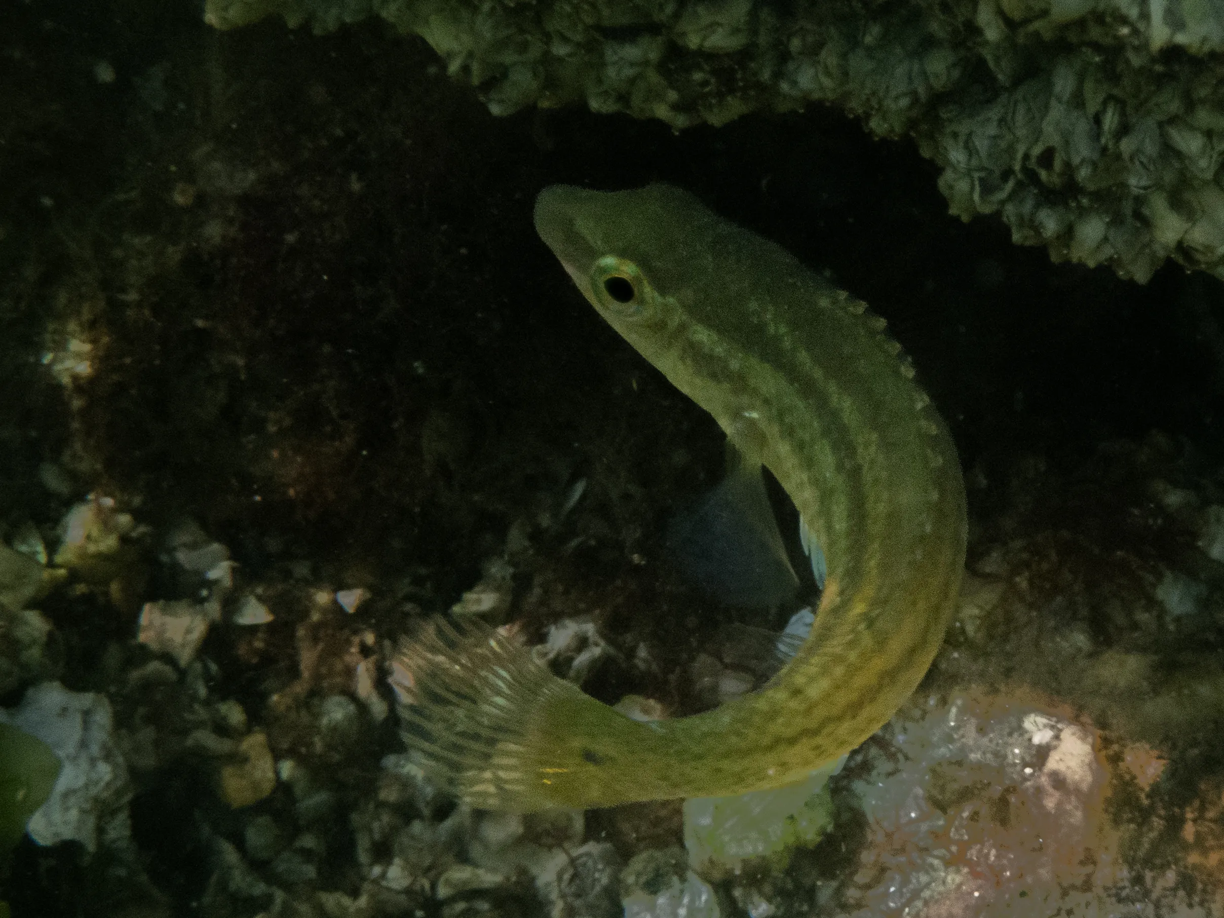 Grey wrasse swimming under a rock