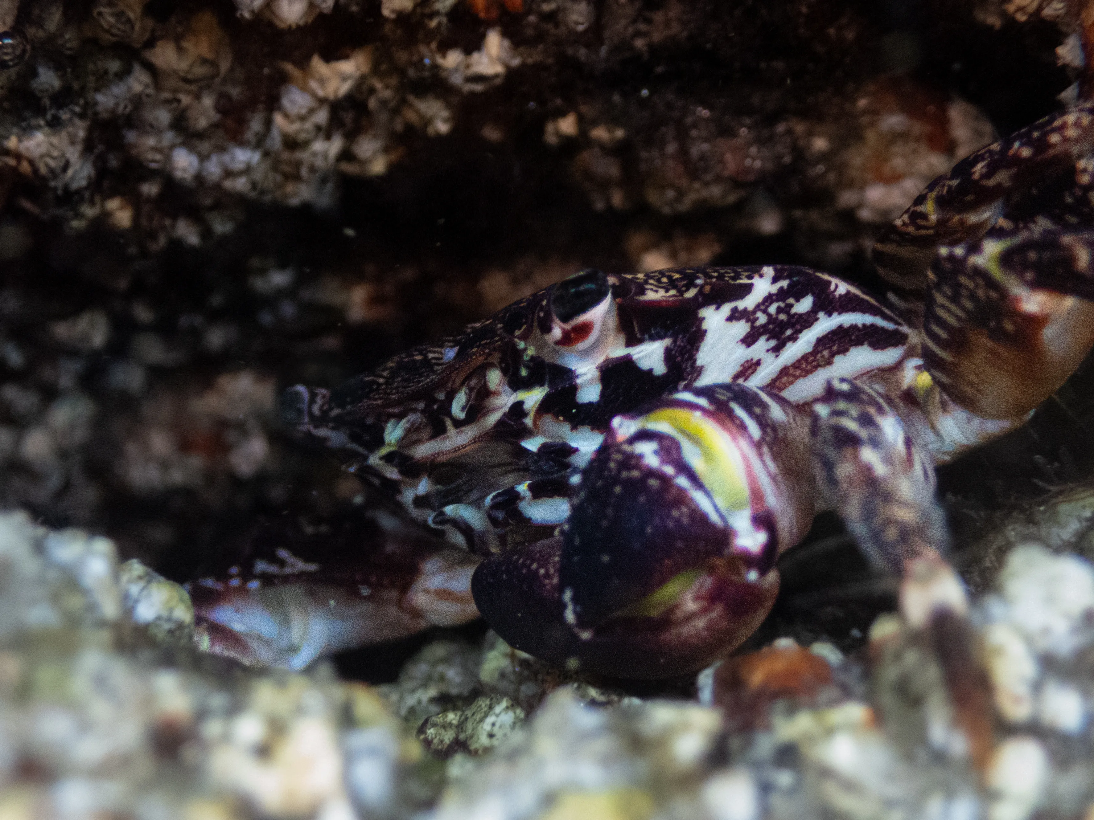 Marbled rock crab hiding in a rock crevice
