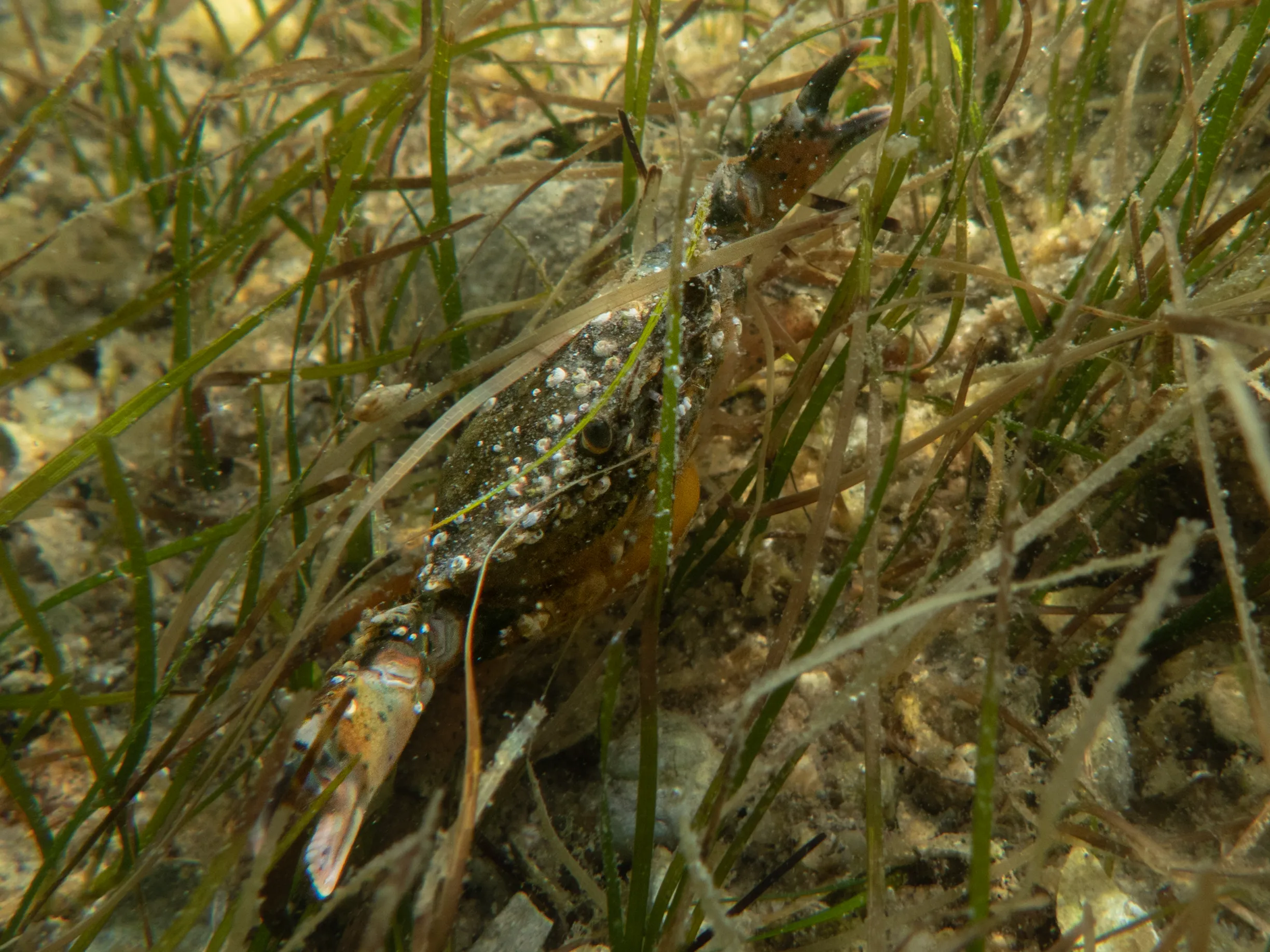 Green crab among the blades of a seagrass meadow