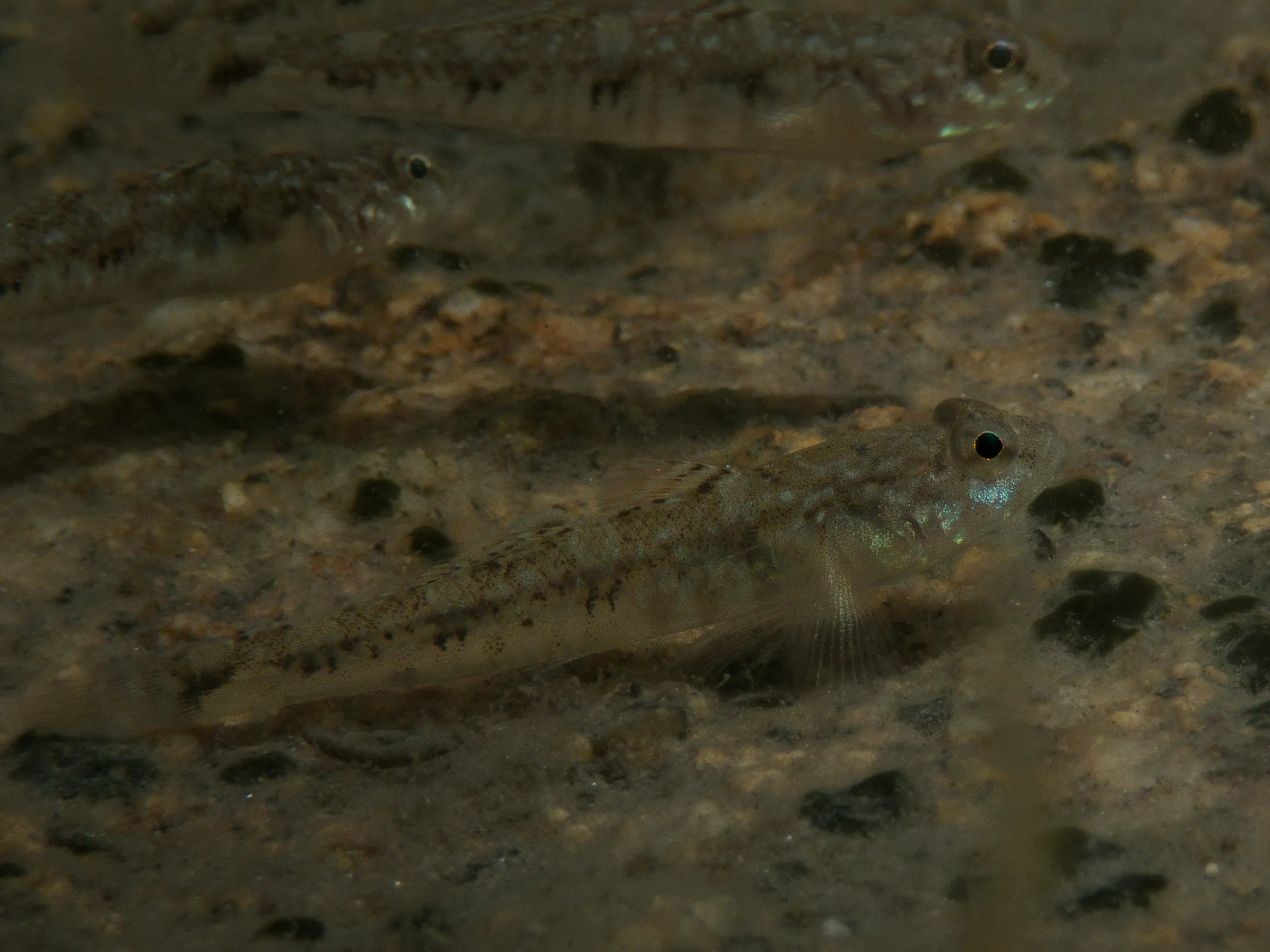 Painted gobies on the sandy bottom