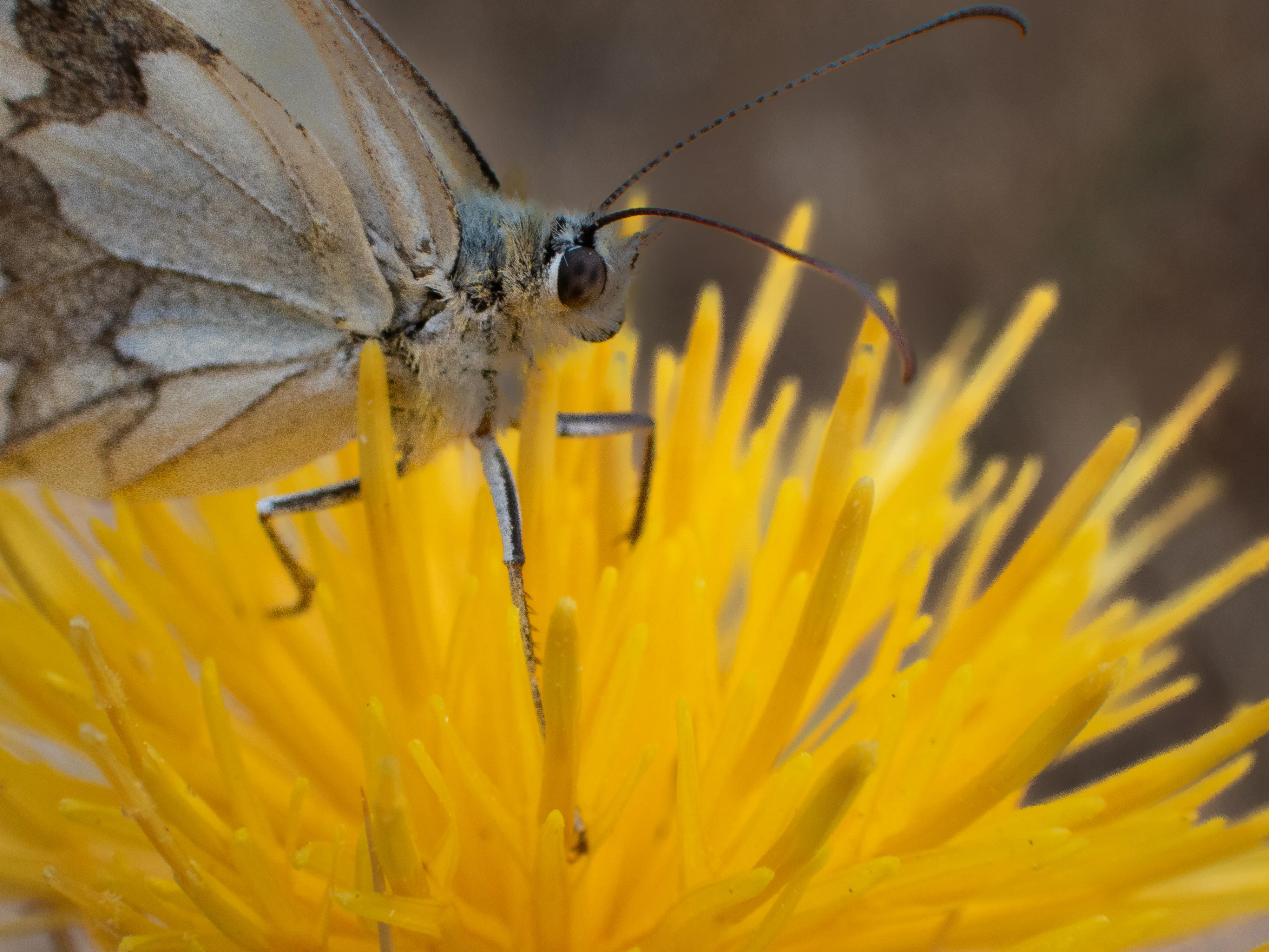 Medioluto ibérica libando sobre una flor amarilla