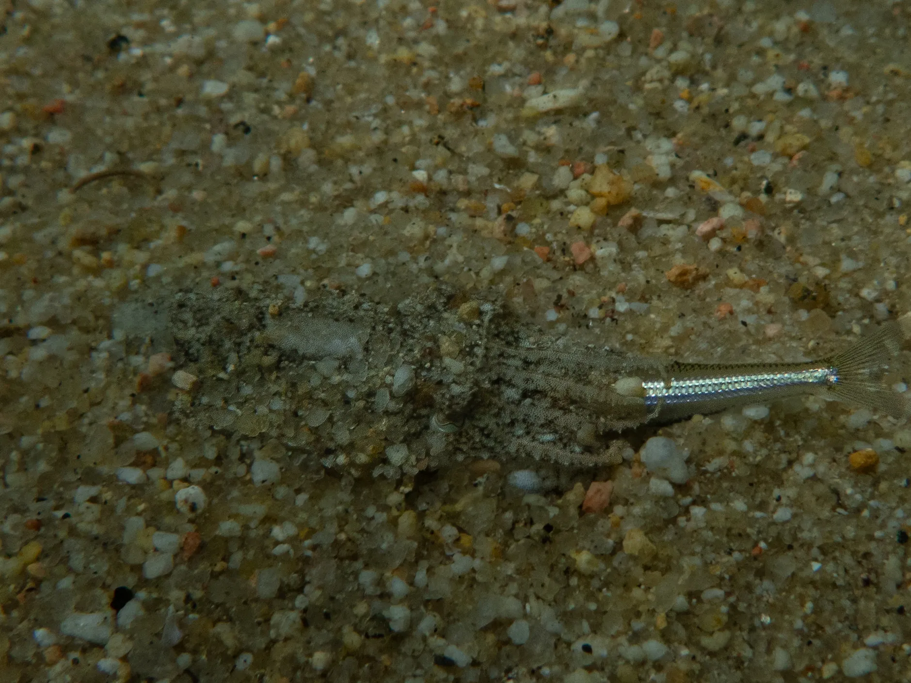 Juvenile cuttlefish camouflaged on the sand, eating a fish