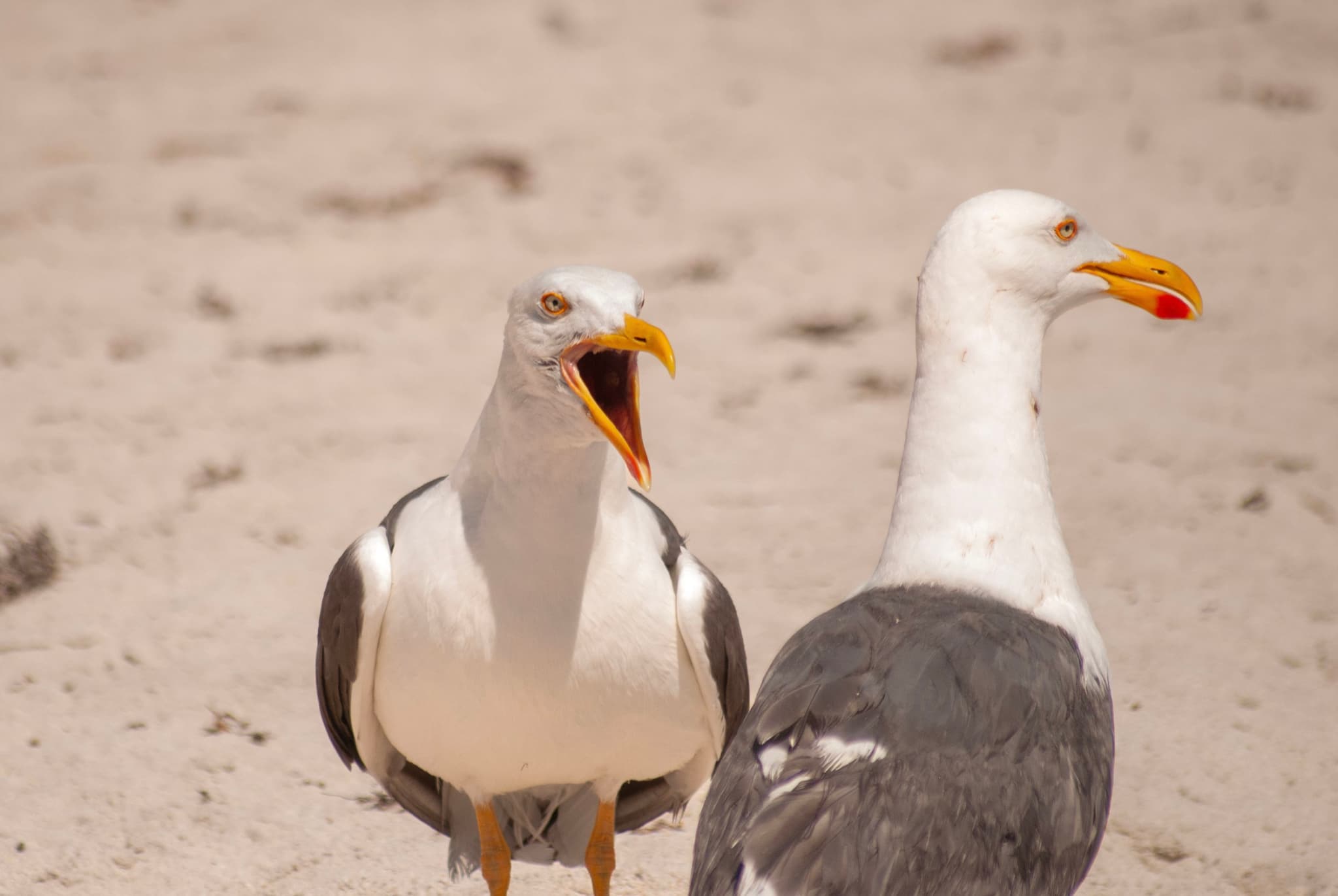 Gaviotas Bajacalifornianas