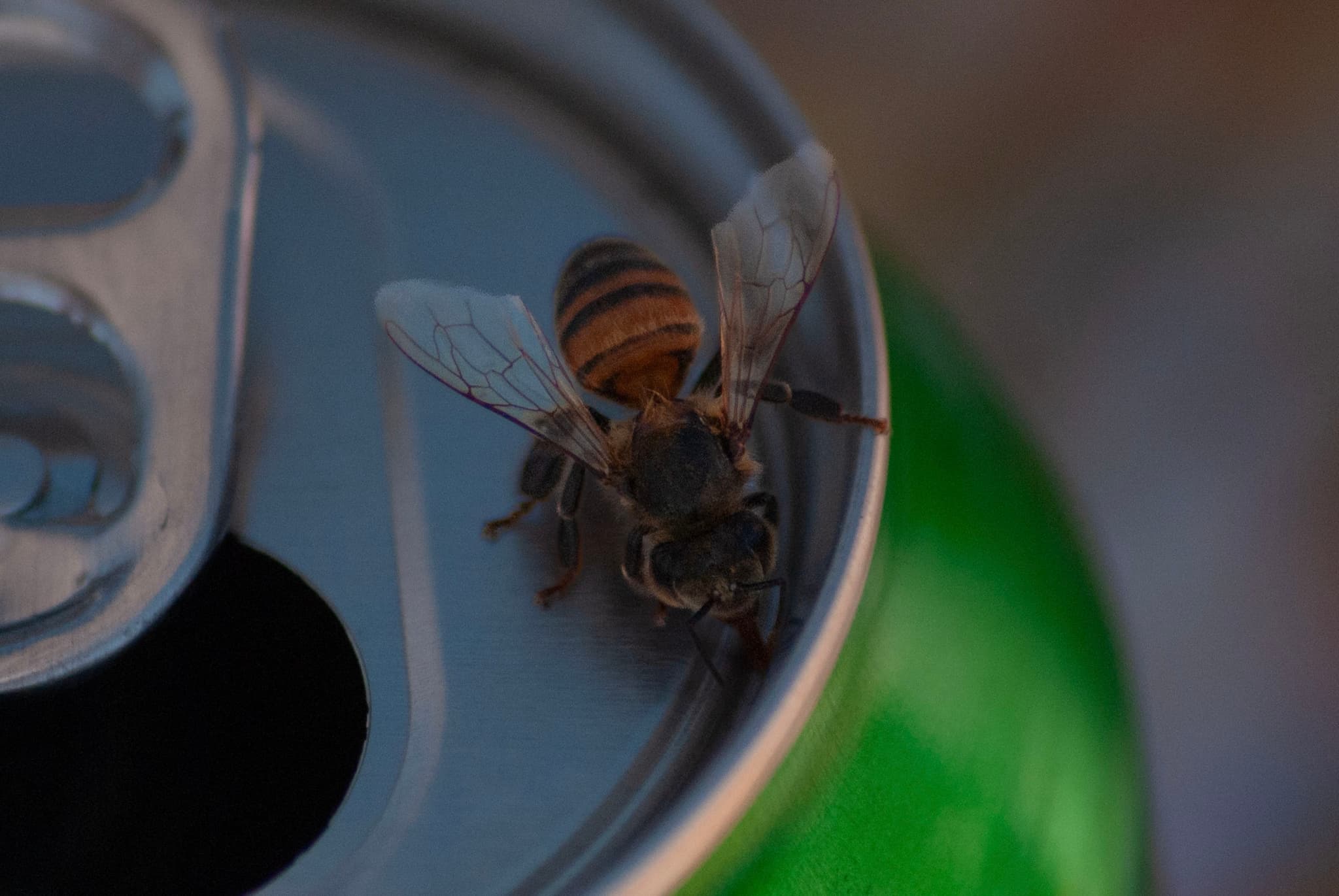 Abeja Melífera Europea