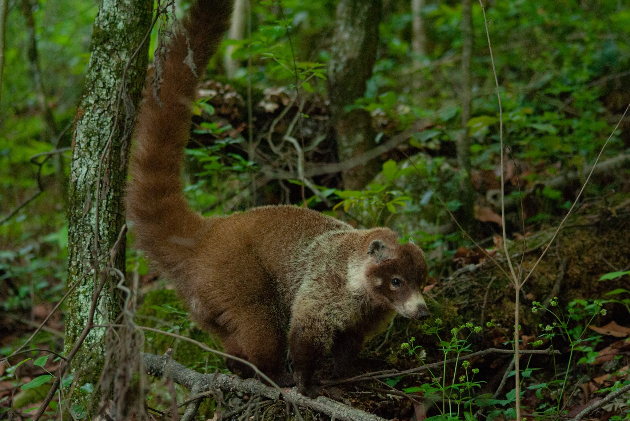 Coatí