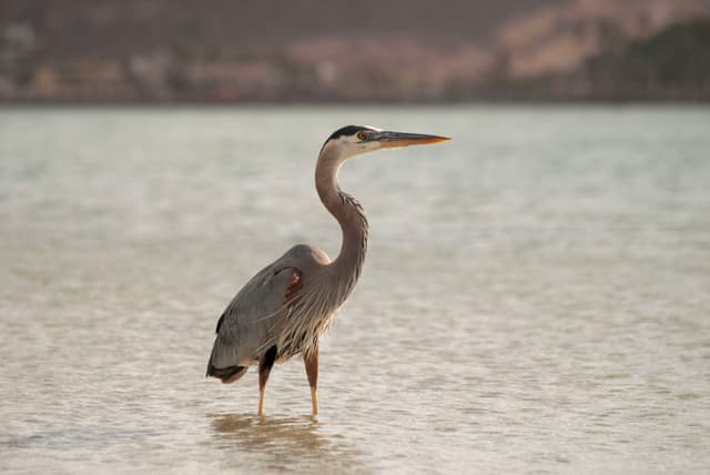 Garza Morena