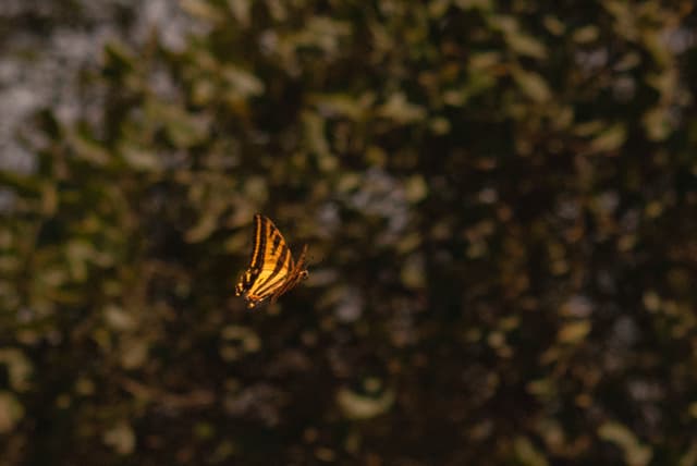 Mariposa cometa tigre de tres colas